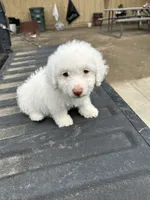 No name yet , a female Maltese and Poodle - Multi-Colored Standard for sale in Newman, CA – 6 of 7