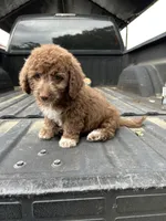 No name yet , a female Maltese and Poodle - Multi-Colored Standard for sale in Newman, CA – 2 of 7