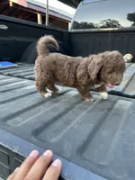 No name, a female Maltipoo for sale in Newman, CA – 2 of 4