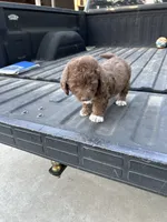 No name, a female Maltipoo for sale in Newman, CA – 4 of 4