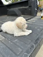 Not named , a male Maltese and Poodle - Multi-Colored Standard for sale in Newman, CA – 6 of 6