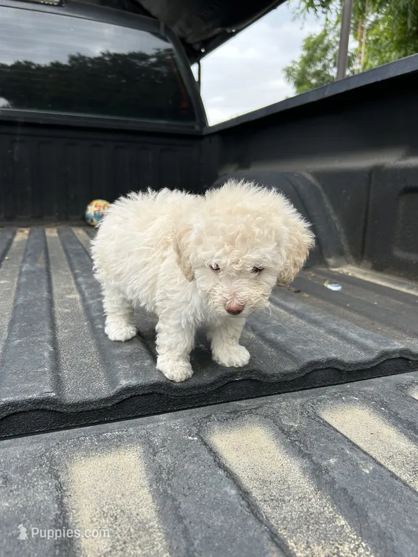 No name yet  – Maltese, Poodle - Multi-Colored Standard puppy for sale in Newman, CA