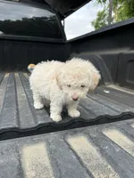 No name yet , a female Maltese and Poodle - Multi-Colored Standard for sale in Newman, CA – 1 of 6