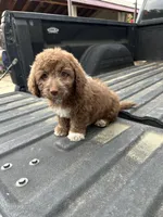 No name yet , a female Maltese and Poodle - Multi-Colored Standard for sale in Newman, CA – 7 of 7