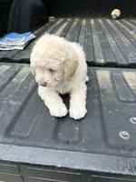 Not named , a male Maltese and Poodle - Multi-Colored Standard for sale in Newman, CA – 3 of 6