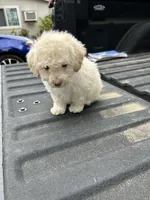 No name yet , a female Maltese and Poodle - Multi-Colored Standard for sale in Newman, CA – 5 of 6