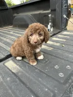 No name yet , a female Maltese and Poodle - Multi-Colored Standard for sale in Newman, CA – 5 of 7