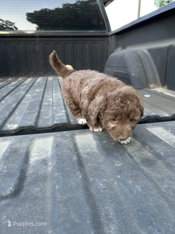 No name – Maltipoo puppy for sale in Newman, CA