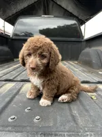 No name yet , a female Maltese and Poodle - Multi-Colored Standard for sale in Newman, CA – 1 of 7