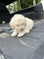 No name yet , a female Maltese and Poodle - Multi-Colored Standard for sale in Newman, CA – 3 of 6