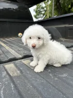 No name yet , a female Maltese and Poodle - Multi-Colored Standard for sale in Newman, CA – 5 of 7