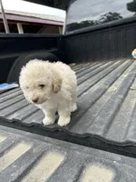 No name yet , a female Maltese and Poodle - Multi-Colored Standard for sale in Newman, CA – 4 of 6
