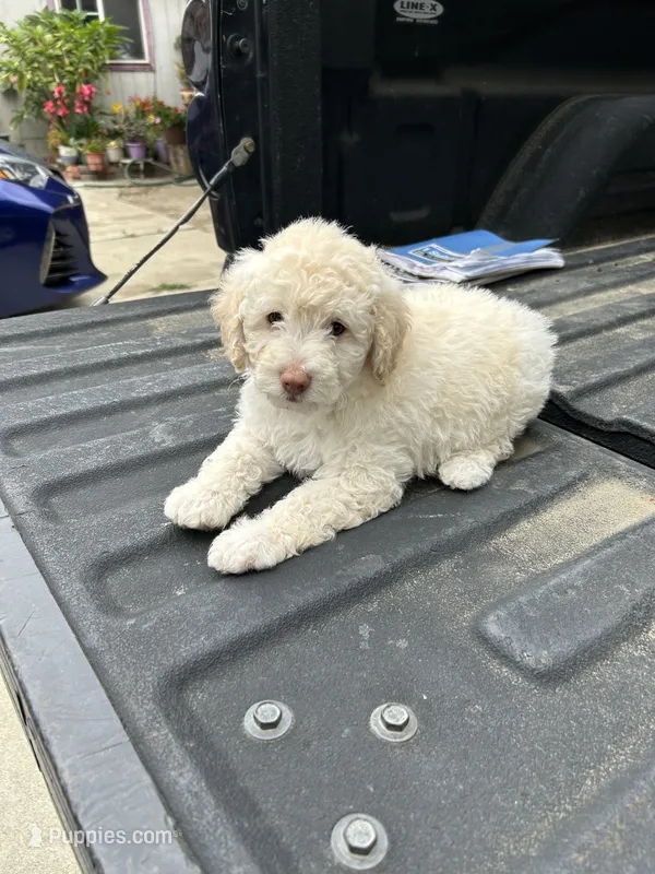 Not named  – Maltese, Poodle - Multi-Colored Standard puppy for sale in Newman, CA
