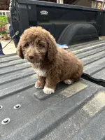 No name yet , a female Maltese and Poodle - Multi-Colored Standard for sale in Newman, CA – 6 of 7