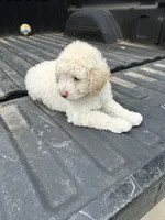 Not named , a male Maltese and Poodle - Multi-Colored Standard for sale in Newman, CA – 4 of 6
