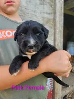 Pink Female, a female Old English Sheepdog and Golden Retriever for sale in Rock Valley, IA – 2 of 2