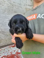 Green Male, a male Old English Sheepdog and Golden Retriever for sale in Rock Valley, IA – 1 of 1
