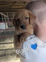Black, a male Golden Retriever for sale in Rock Valley, IA – 2 of 2