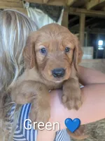 Green, a male Golden Retriever for sale in Rock Valley, IA – 1 of 2