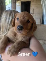 Green, a male Golden Retriever for sale in Rock Valley, IA – 2 of 2