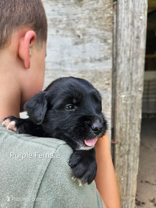 Purple Female – Old English Sheepdog, Golden Retriever puppy for sale in Rock Valley, IA