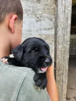Purple Female, a female Old English Sheepdog and Golden Retriever for sale in Rock Valley, IA – 1 of 1
