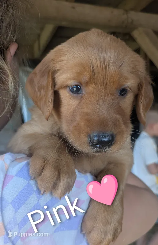Pink – Golden Retriever puppy for sale in Rock Valley, IA