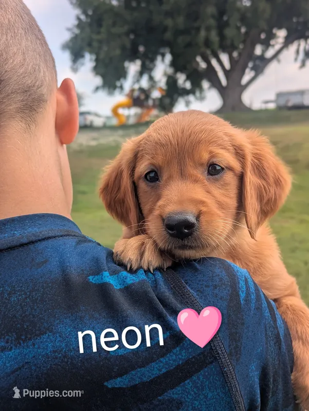 Neon – Golden Retriever puppy for sale in Rock Valley, IA
