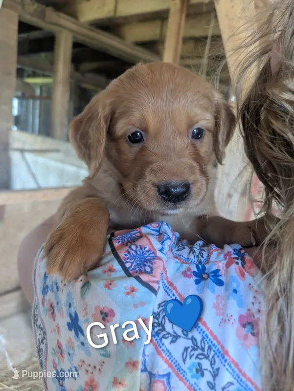 Gray – Golden Retriever puppy for sale in Rock Valley, IA