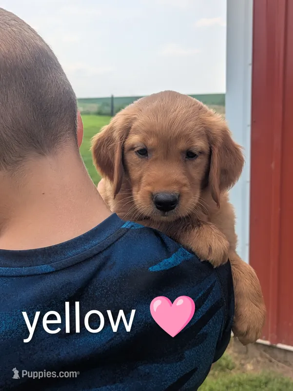 Yellow – Golden Retriever puppy for sale in Rock Valley, IA