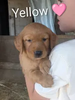 Yellow, a female Golden Retriever for sale in Rock Valley, IA – 2 of 2