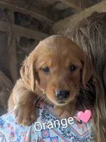 Orange, a female Golden Retriever for sale in Rock Valley, IA – 2 of 2
