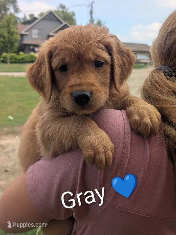 Gray – Golden Retriever puppy for sale in Rock Valley, IA