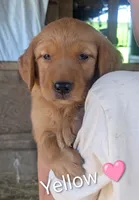 Yellow, a female Golden Retriever for sale in Rock Valley, IA – 1 of 2