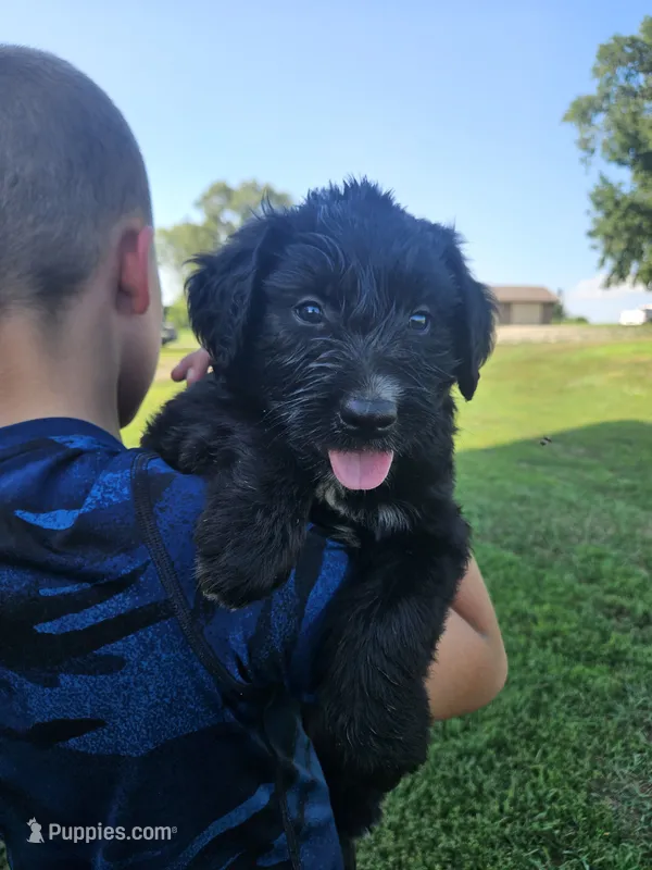 Green Male – Old English Sheepdog, Golden Retriever puppy for sale in Rock Valley, IA