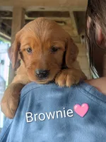Brownie, a female Golden Retriever for sale in Rock Valley, IA – 2 of 2
