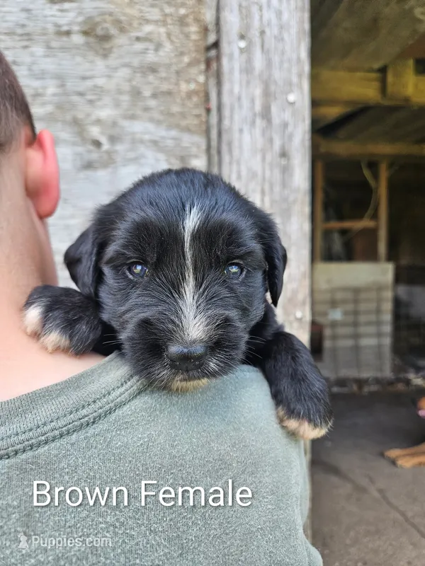Brown Female – Old English Sheepdog, Golden Retriever puppy for sale in Rock Valley, IA