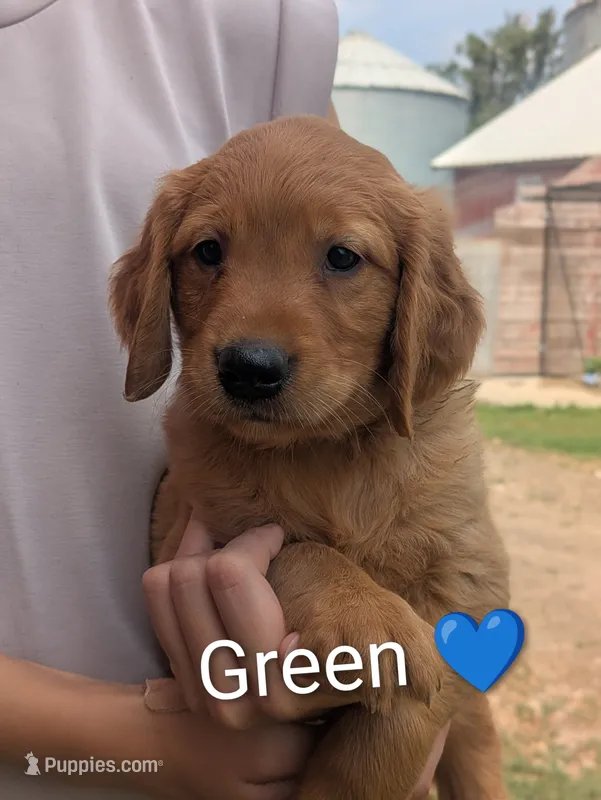 Green – Golden Retriever puppy for sale in Rock Valley, IA