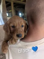Black, a male Golden Retriever for sale in Rock Valley, IA – 1 of 2