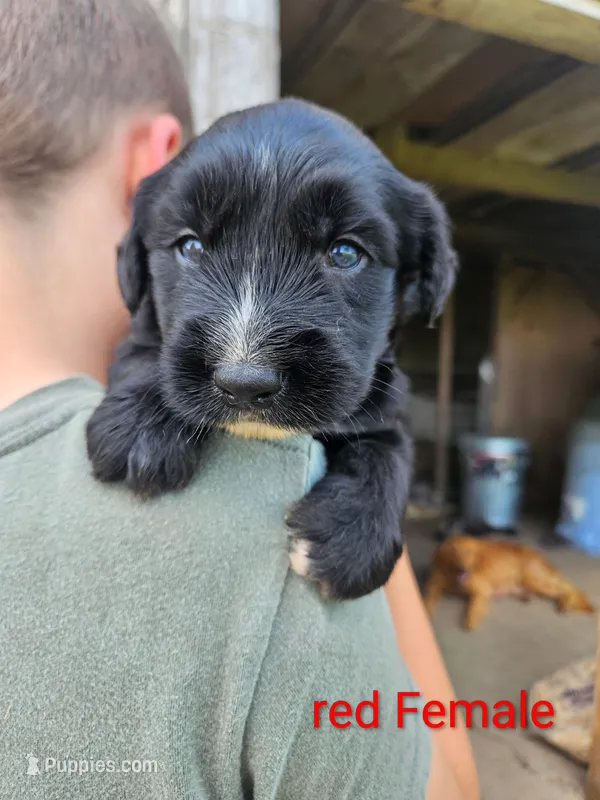 Red Female – Old English Sheepdog, Golden Retriever puppy for sale in Rock Valley, IA