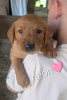 Neon, a female Golden Retriever for sale in Rock Valley, IA – 1 of 3