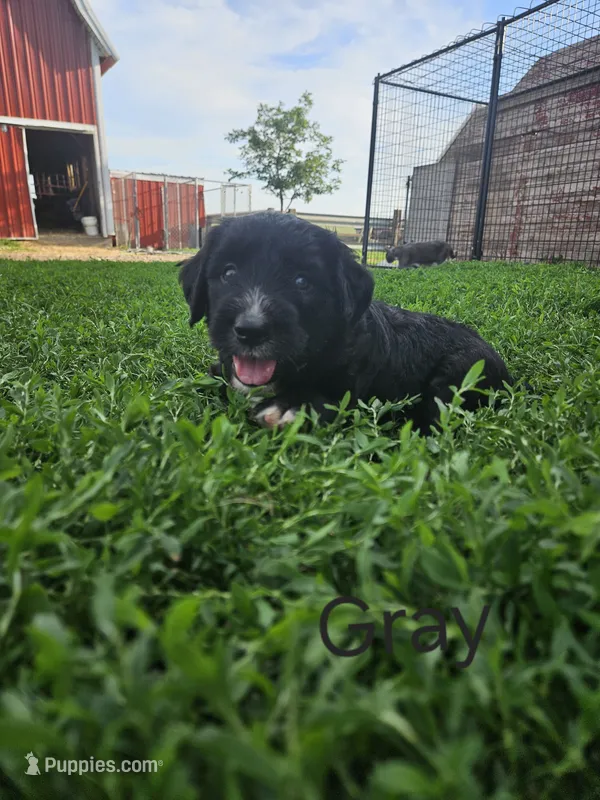 Grey Male – Old English Sheepdog, Golden Retriever puppy for sale in Rock Valley, IA
