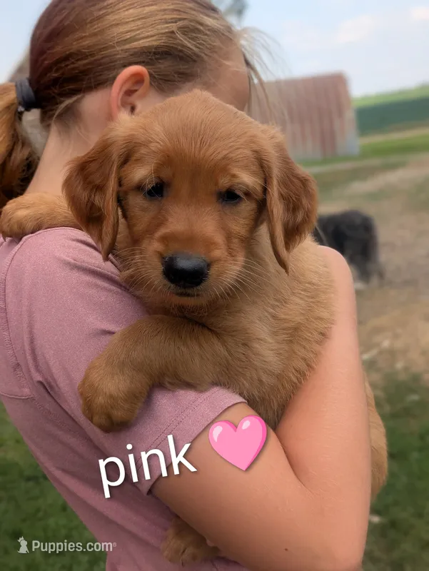 Pink – Golden Retriever puppy for sale in Rock Valley, IA