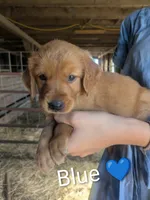 Blue, a male Golden Retriever for sale in Rock Valley, IA – 2 of 2