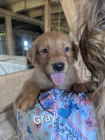 Gray, a male Golden Retriever for sale in Rock Valley, IA – 2 of 2