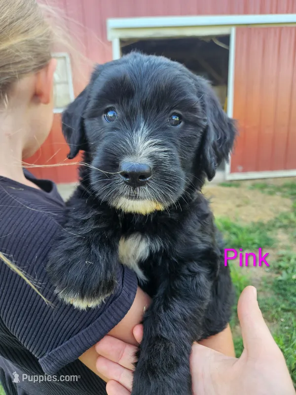 Pink Female – Old English Sheepdog, Golden Retriever puppy for sale in Rock Valley, IA