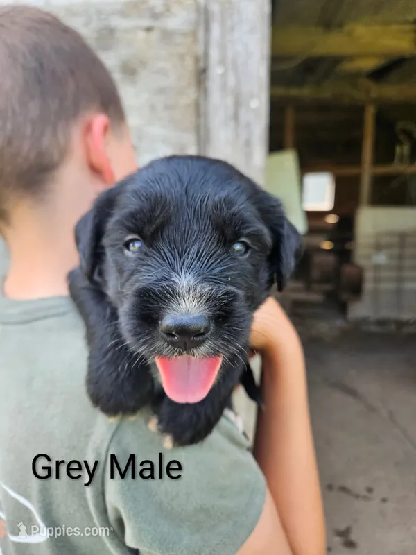 Grey Male – Old English Sheepdog, Golden Retriever puppy for sale in Rock Valley, IA
