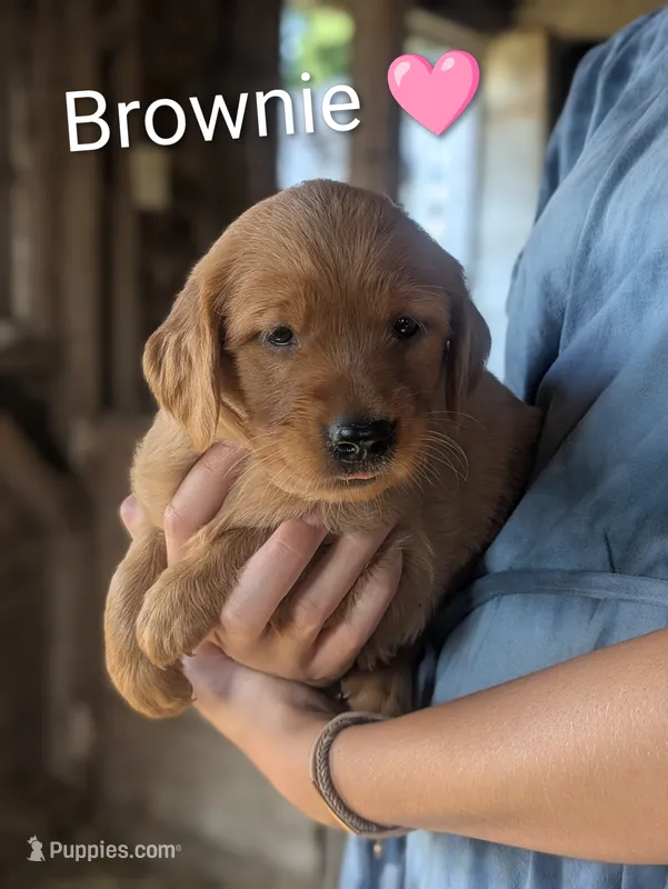 Brownie – Golden Retriever puppy for sale in Rock Valley, IA