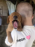 Neon, a female Golden Retriever for sale in Rock Valley, IA – 3 of 3