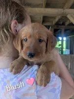 Blush, a female Golden Retriever for sale in Rock Valley, IA – 2 of 2